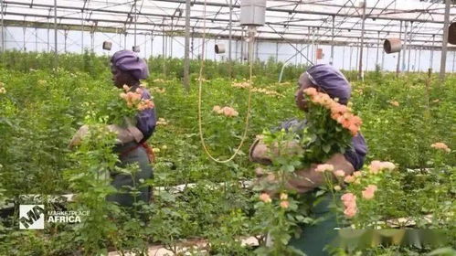 花卉农场有营养土卖吗-花卉营养土市场怎么样