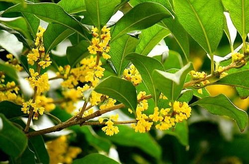 桂花盆栽用什么土最好—桂花适合用什么土