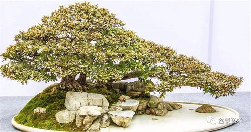 盆景营养土培养方法 