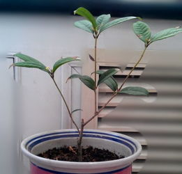 请教下这株桂花要怎么修剪 几月修剪 剪在枝条的哪个部位 最好有图示
