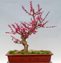 梅花盆景怎么养殖
