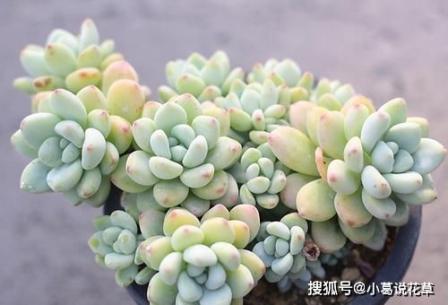 此款漂亮多肉,好养颜值高,很容易爆盆,新手也会养 劳尔 植株 养护 