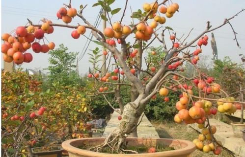 盆栽种果树园土怎么配_果树盆栽用什么肥料