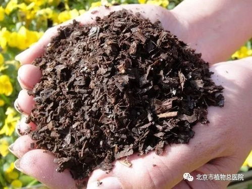 松针土是腐叶土吗_松针腐植土