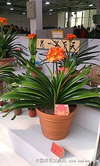 长春君子兰展 