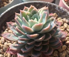 给多肉植物配土,颗粒越多越好吗 这样搭配能够防止烂根 