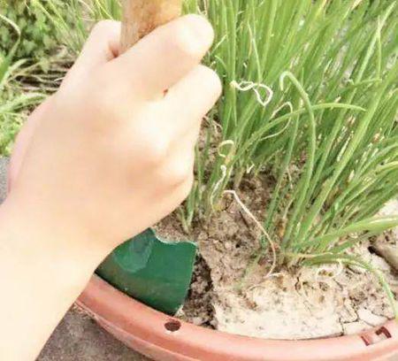 如何杀灭花盆土壤的螨虫_什么办法可以杀死花盆