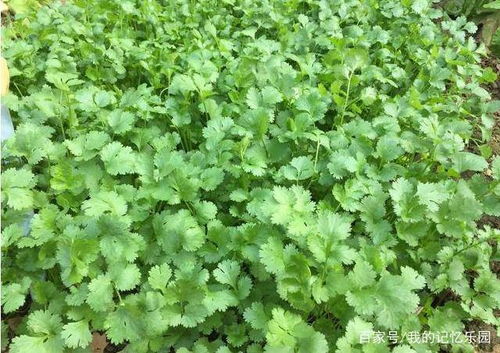 如何自己在家种香菜和小葱 这些方法值得学习