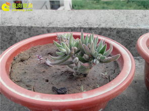 泥巴土种植的多肉植物 – 多肉联萌 
