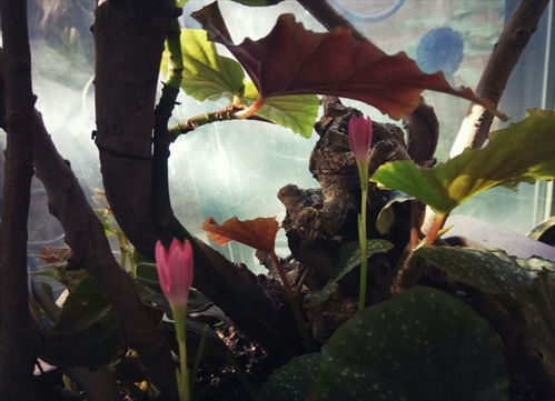花土中的虫子怎么处理_花土里的虫子怎么消灭