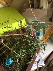 石榴盆景怎么修剪才能结果