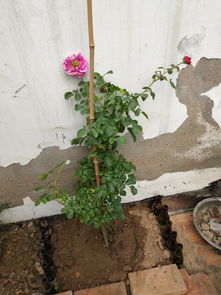 松针土可以种月季花吗