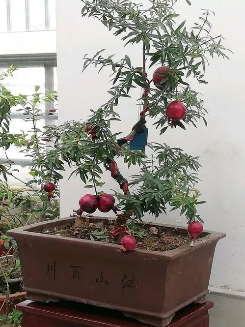 4种盆栽水果,天冷照样结果,阳台养2盆,好看又好吃 腾讯新闻 