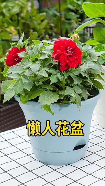 懒人吸水盆养花要注意;自动吸水花盆优缺点