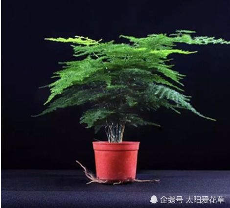 文竹土壤怎样配制—文竹栽培用土配方