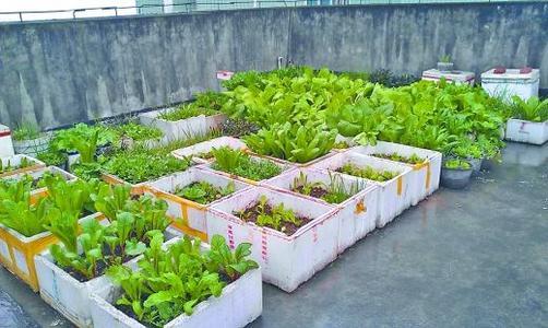 为什么不能用泡沫箱种菜