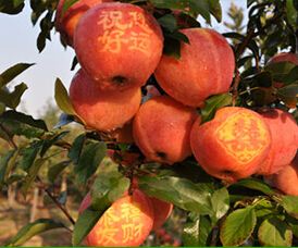盆栽苹果怎么种,盆栽苹果价格 