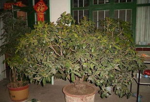 桂花树怎么养才长得好,刚买的桂花树怎么养才长