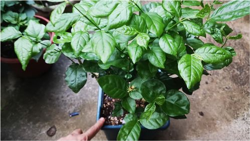 为什么茉莉花盆土老长虫 看完就知道怎么避免了 