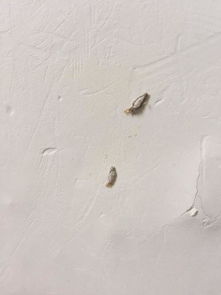 房间发现这种虫子 是什么虫,外表这这样的,里面却有细虫,晚上会爬动,怎么清除 
