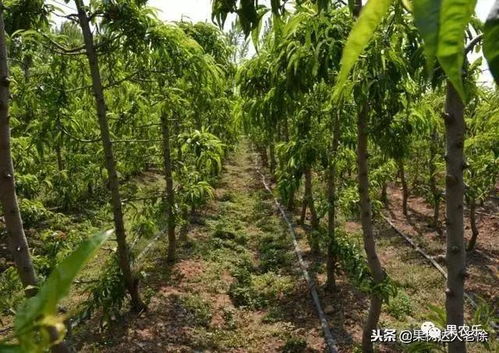 李子树主干形视频—李子树主干形图片