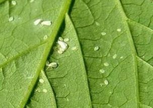 花叶长小白虫子怎么清除 