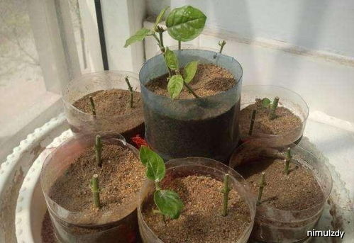 夏季 3种花 ,掐个枝条就能活,埋土就生根,别再花钱买了 吊兰 