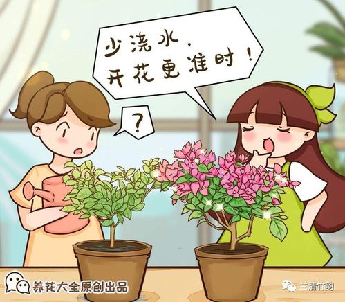 养花小妙招都是坑,从浇水到施肥一步一个坑,谁信谁吃亏