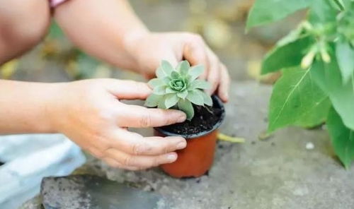 多肉植物施什么肥料好;多肉植物施什么肥料好养