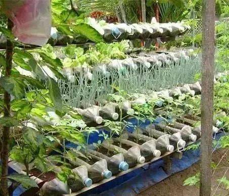 10斤装油桶怎样种菜、油桶改造100种大全