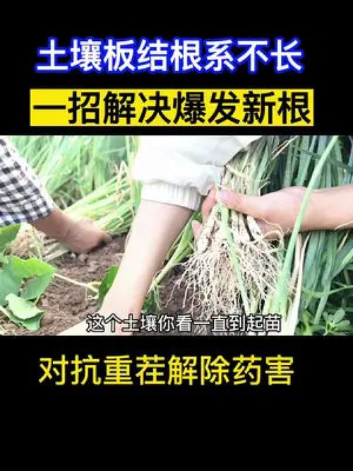 会种地的人土壤越种越肥,土壤调好了,种啥都是品质产量双丰收,相反土壤不好,用再多的肥料也是不吸收,增加土壤负担 农业技术推广 