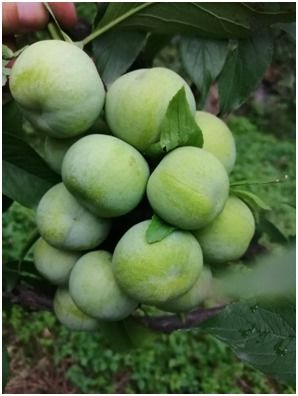 蜂糖李子树苗什么季节种植好活、蜂糖李子树苗