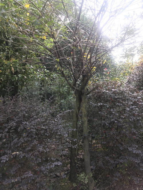 黄花槐批发基地 黄花槐基地 批发黄花槐 