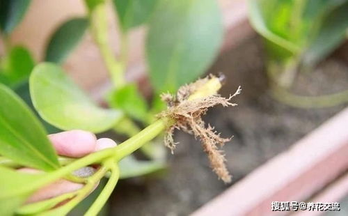 花盆浇水多了怎样快速干—花盆浇水多了怎样快