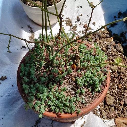 3月份,2种花抓紧换盆,换好后新芽猛长,今年花开又多又艳 开花 
