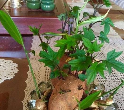 家养生姜成热门,切一半扔土里,配上这3步,5个月能吃一大盆 种植 植物 花盆 