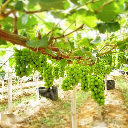 两年大葡萄树根伤了还能活吗、两年大葡萄树根