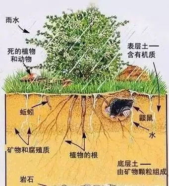 土壤有机质的重要性 