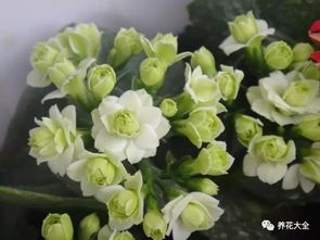 隔壁老王的长寿花夏天都能开成球终于问出咋养了 