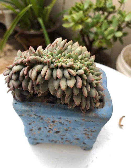 多肉专用颗粒土怎么用