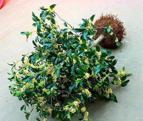 米兰花带 黄土 ,第 1步 做好,叶片不黄不干不脱落,恢复快 