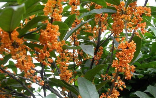 桂花洗根后注意事项—桂花洗根能否成活