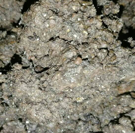 土里密密麻麻的小白虫是什么虫子-花盆土壤里有