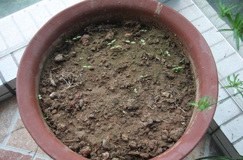 种花土壤怎么配制,栽花的土怎样配制