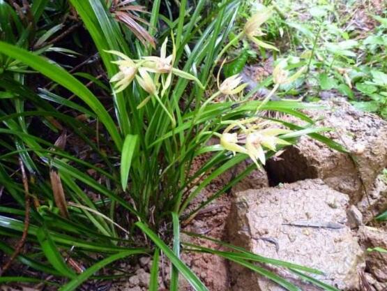 兰花用什么土栽培最好,软植料与硬植料培育最利于生长 