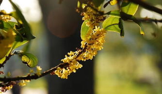 桂花树浇水的正确方法;桂花树最怕浇什么水