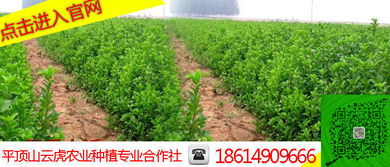 小苗为什么要带土移栽_小苗为什么要带土移栽果
