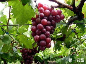 移栽的葡萄从根部发芽怎么办