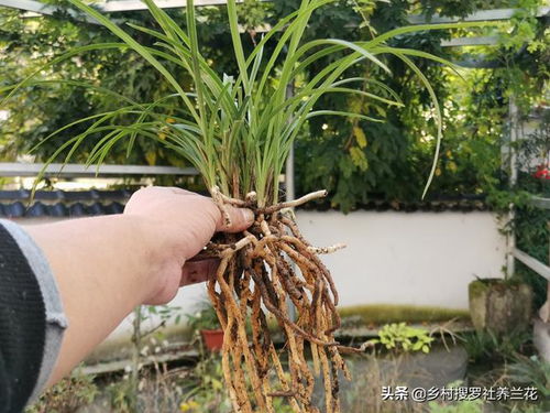 新栽的花怎么浇水-新栽的花浇水吗