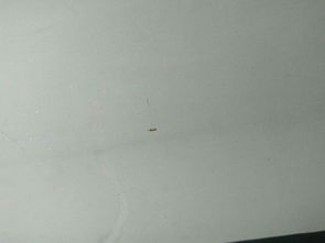 家里发现这种小虫子一毫米左右,是什么虫子,看着像小蚂蚁 